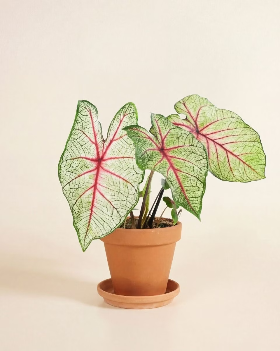 Baby Caladium White Queen