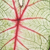 Baby Caladium White Queen