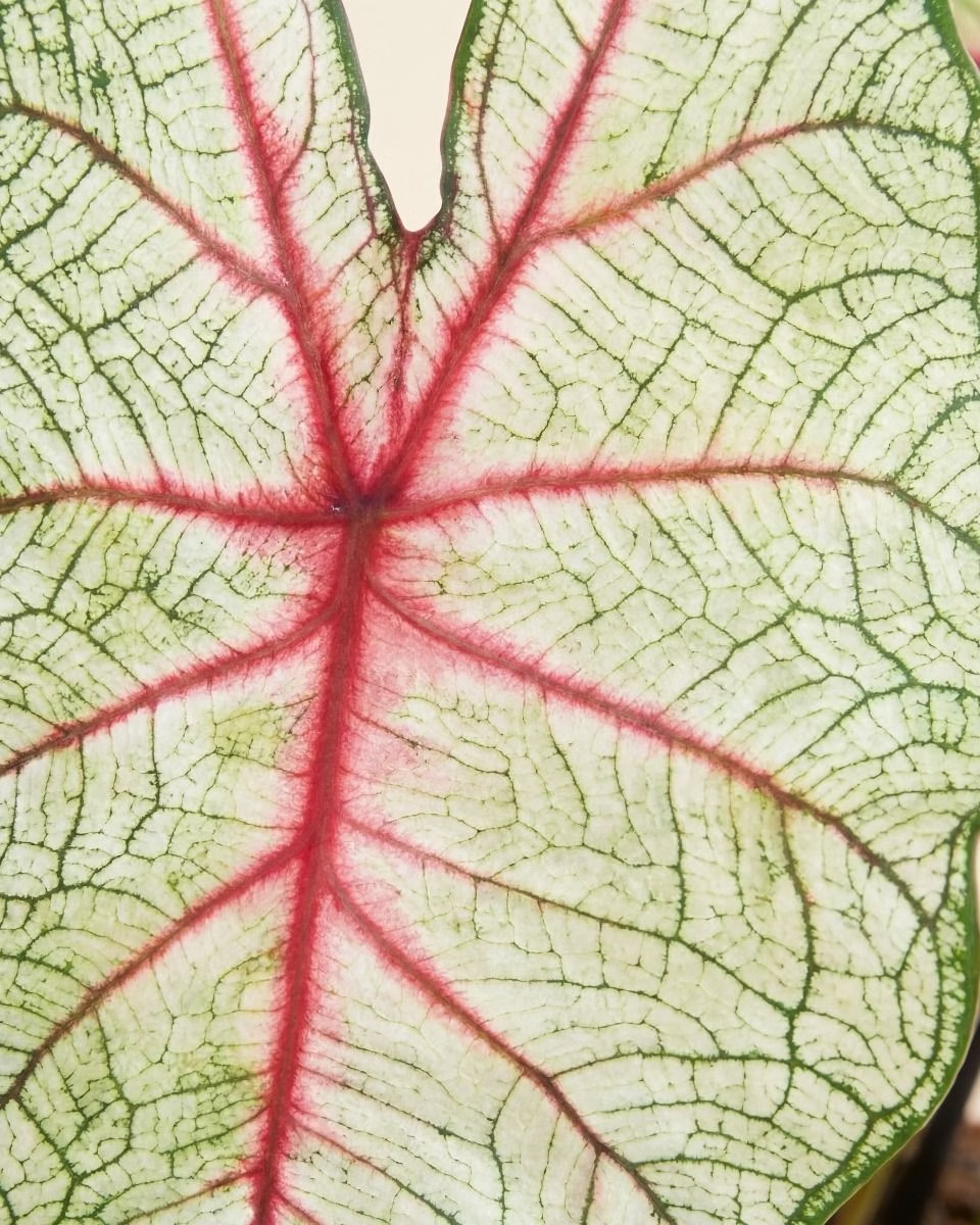 Baby Caladium White Queen