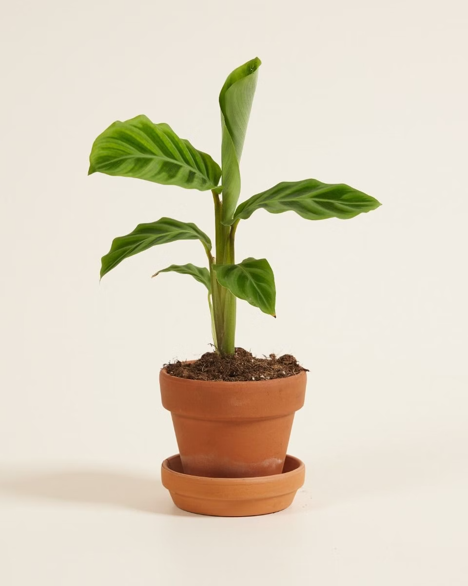 Baby Calathea Zebrina