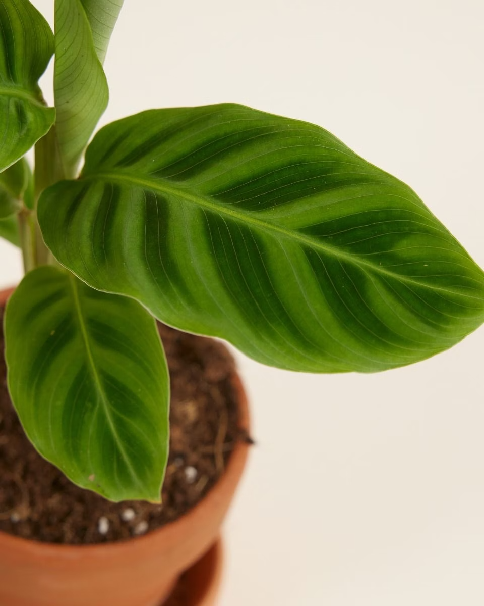 Baby Calathea Zebrina