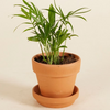 Baby Chamaedorea Elegans