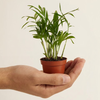 Baby Chamaedorea Elegans