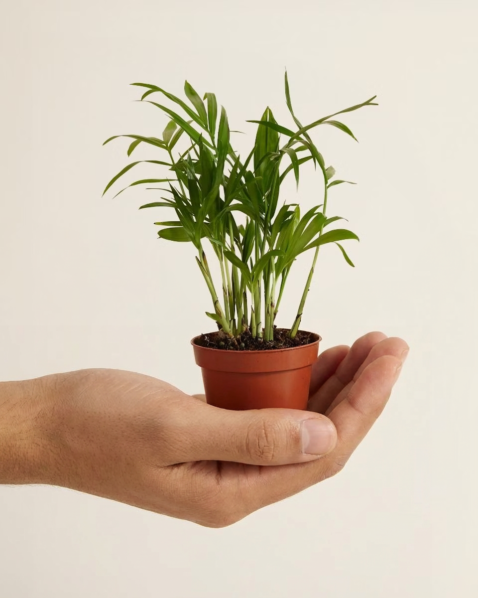 Baby Chamaedorea Elegans
