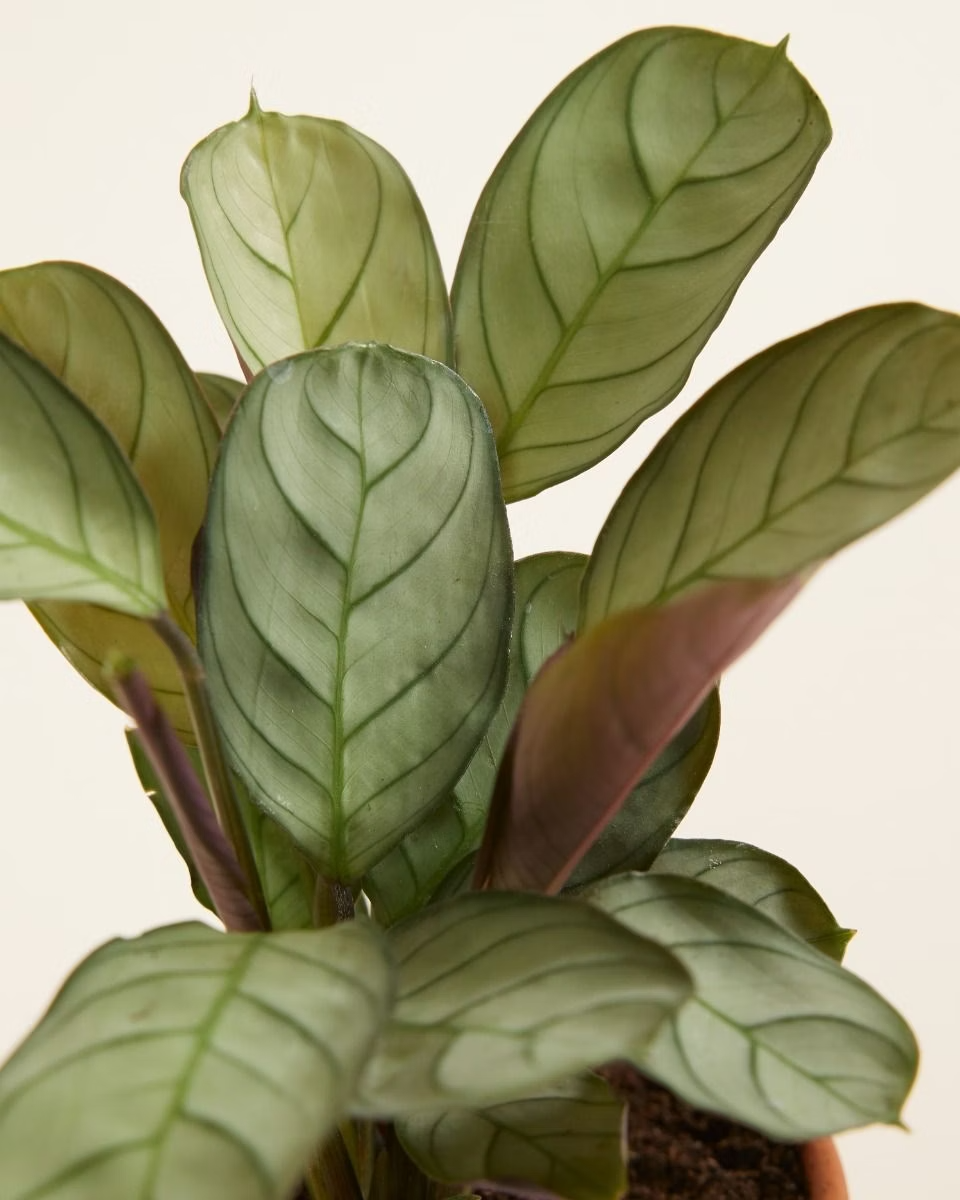 Baby Ctenanthe Amagris