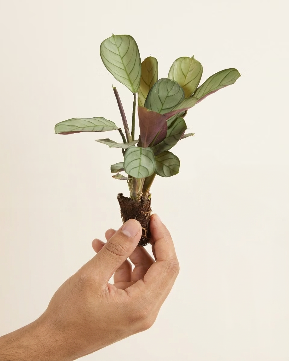 Baby Ctenanthe Amagris