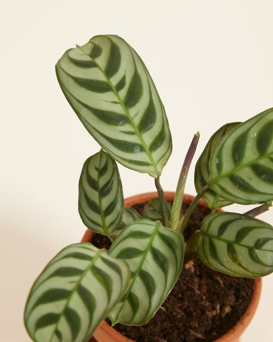 Baby Ctenanthe Burle Marxii