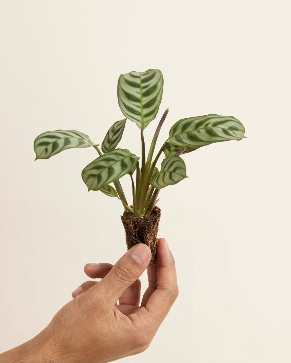 Plant In A Box - Ctenanthe Amagris - Set Van 2 - Mooi Gekleurd Blad Groene Kamerplant Pot 14cm Hoogte 25 35cm Plant In A Box - Ctenanthe Amagris - Set Van 2 - Mooi Gekleurd Blad Groene Kamerplant Pot 14cm Hoogte 25 35cm