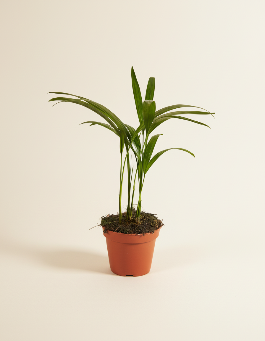 Baby Dypsis Lutescens (Butterfly Palm)