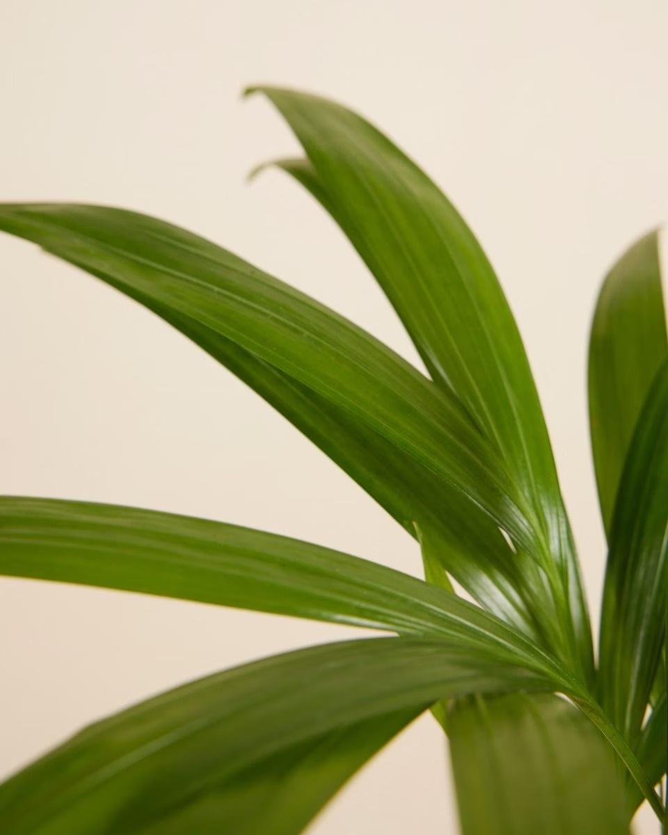 Baby Dypsis Lutescens (Butterfly Palm)