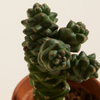Baby Euphorbia Ritchiei (Cowboy Cactus)