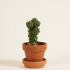 Baby Euphorbia Ritchiei (Cowboy Cactus)
