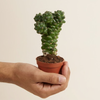 Baby Euphorbia Ritchiei (Cowboy Cactus)