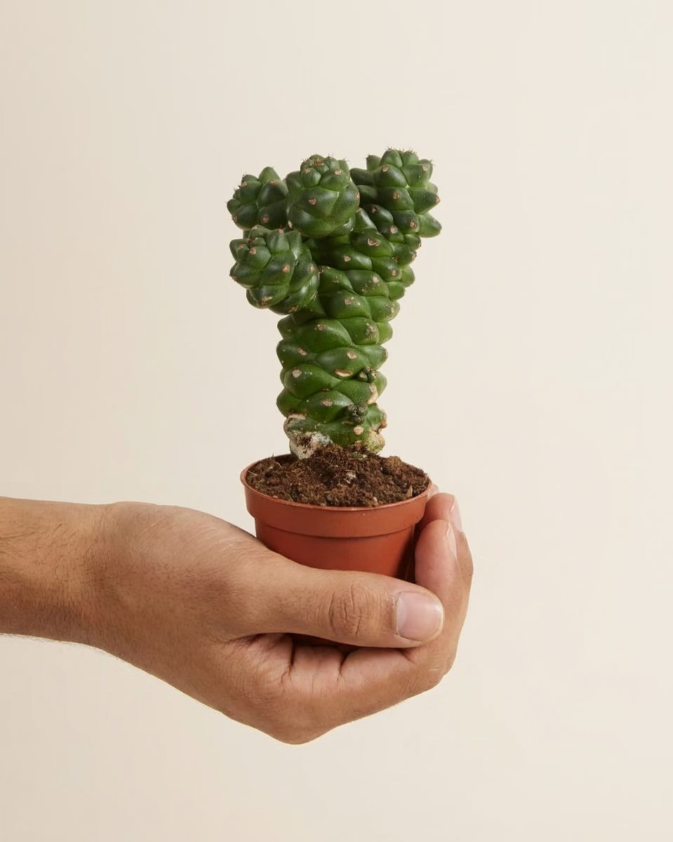Baby Euphorbia Ritchiei (Cowboy Cactus)