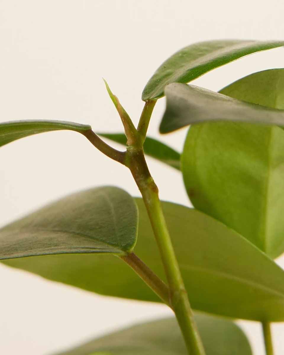 Baby Ficus Ginseng