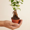 Baby Ficus Ginseng
