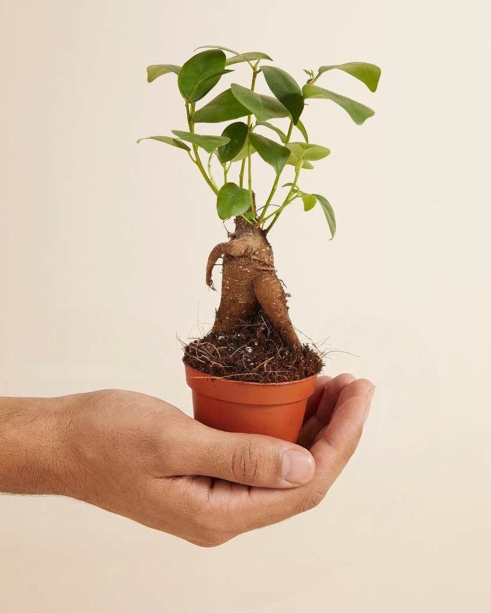 Baby Ficus Ginseng