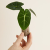 Baby Frydek (Indoor Houseplants) ألوكاسيا فريدك