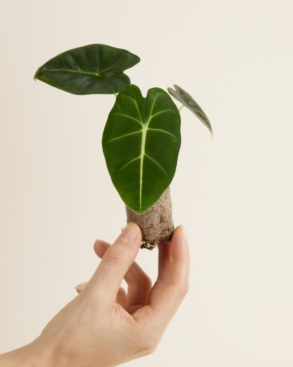 Baby Frydek (Indoor Houseplants) ألوكاسيا فريدك