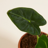 Baby Frydek (Indoor Houseplants) ألوكاسيا فريدك