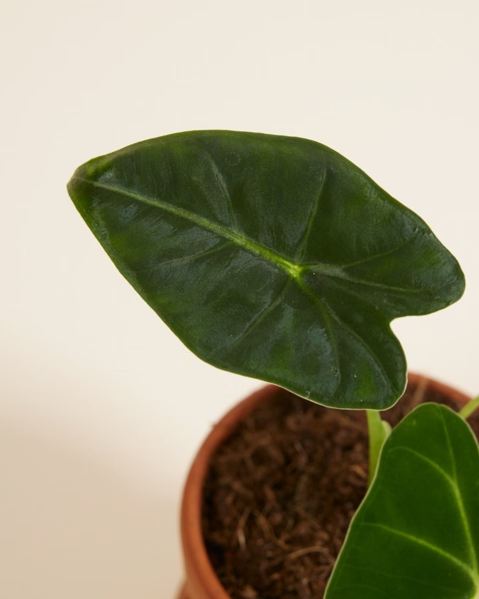Baby Frydek (Indoor Houseplants) ألوكاسيا فريدك