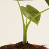 Baby Frydek (Indoor Houseplants) ألوكاسيا فريدك