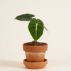 Baby Frydek (Indoor Houseplants) ألوكاسيا فريدك
