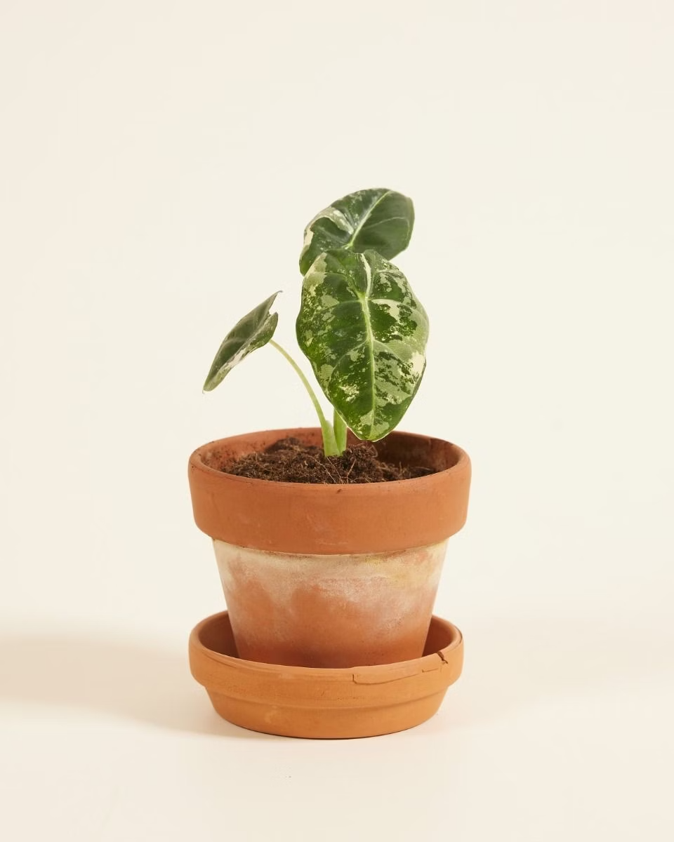Baby Alocasia Frydek Variegata ألوكاسيا فريدك فاريغيتد