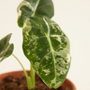 Baby Alocasia Frydek Variegata ألوكاسيا فريدك فاريغيتد