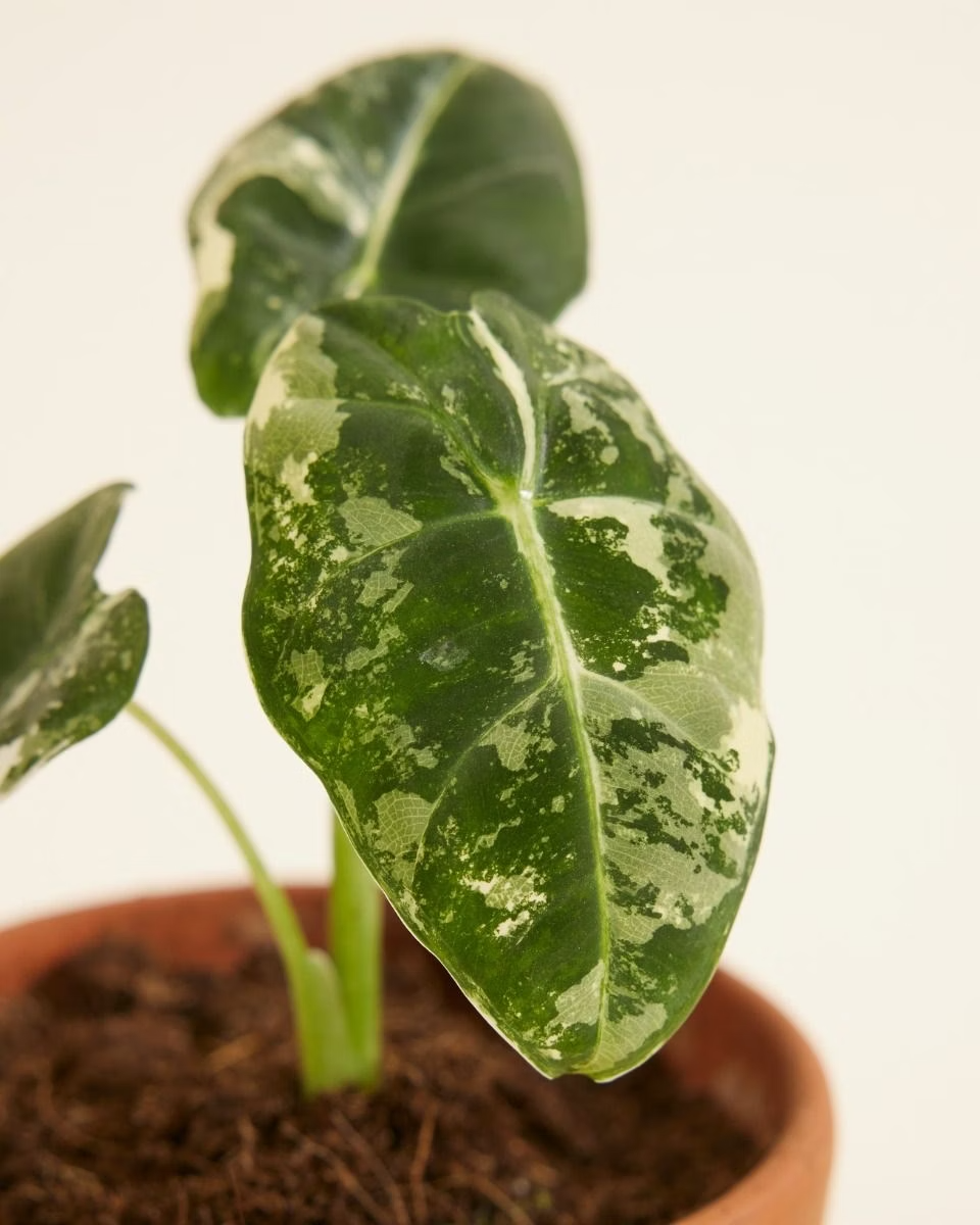 Baby Alocasia Frydek Variegata ألوكاسيا فريدك فاريغيتد