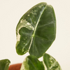 Baby Alocasia Frydek Variegata ألوكاسيا فريدك فاريغيتد