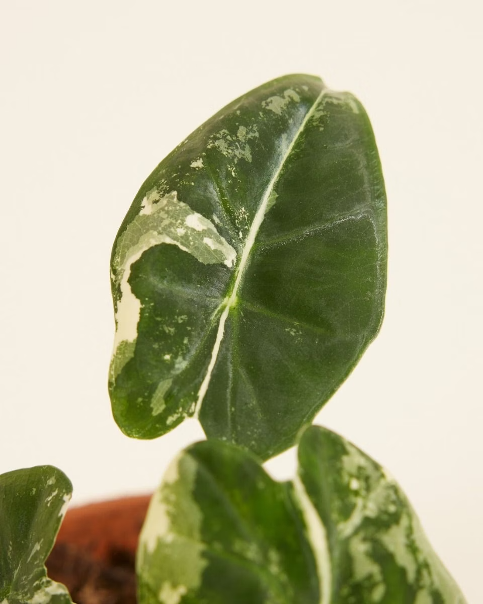 Baby Alocasia Frydek Variegata ألوكاسيا فريدك فاريغيتد