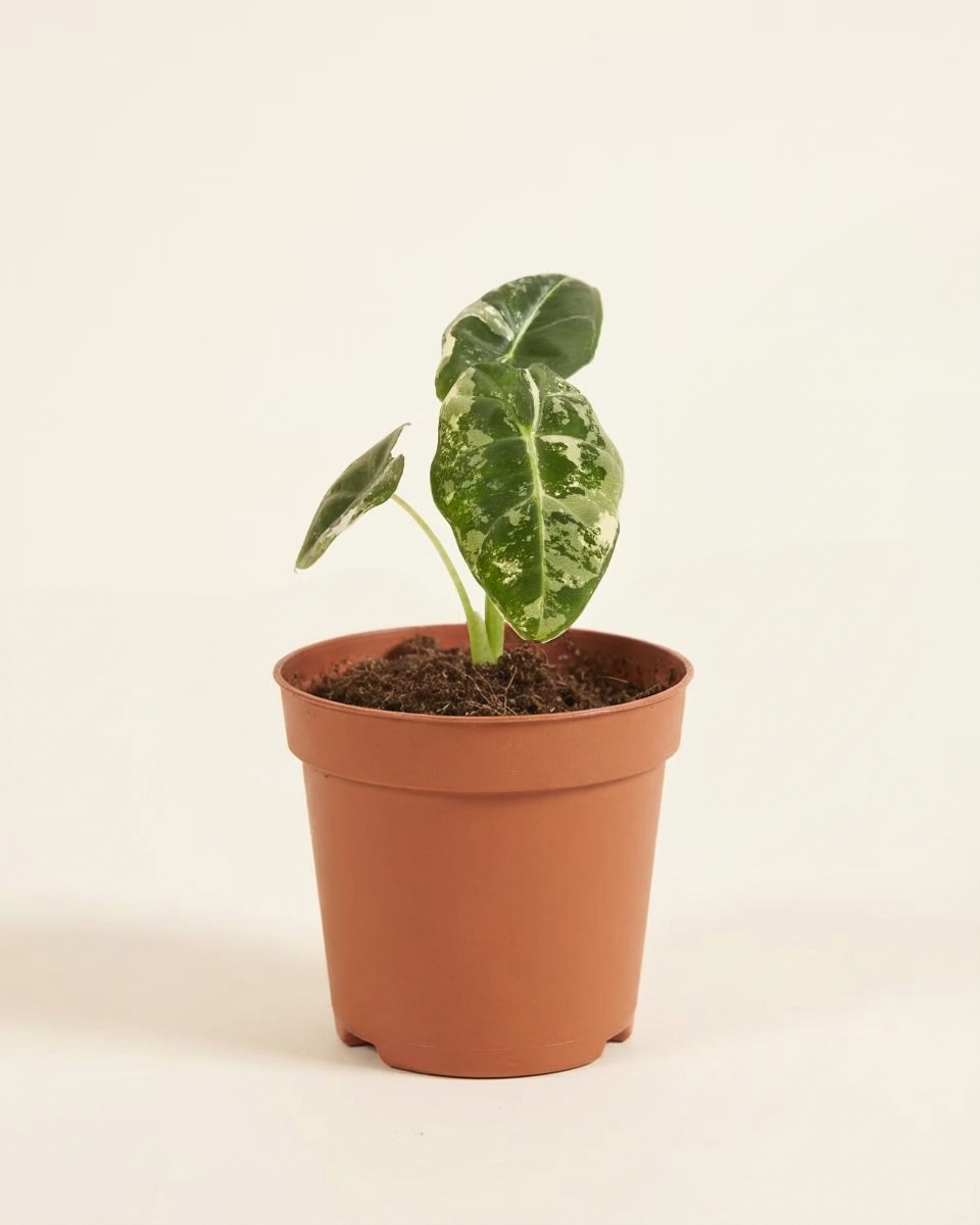 Baby Alocasia Frydek Variegata ألوكاسيا فريدك فاريغيتد