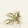 Baby Harrisii Tillandsia (Air plant)