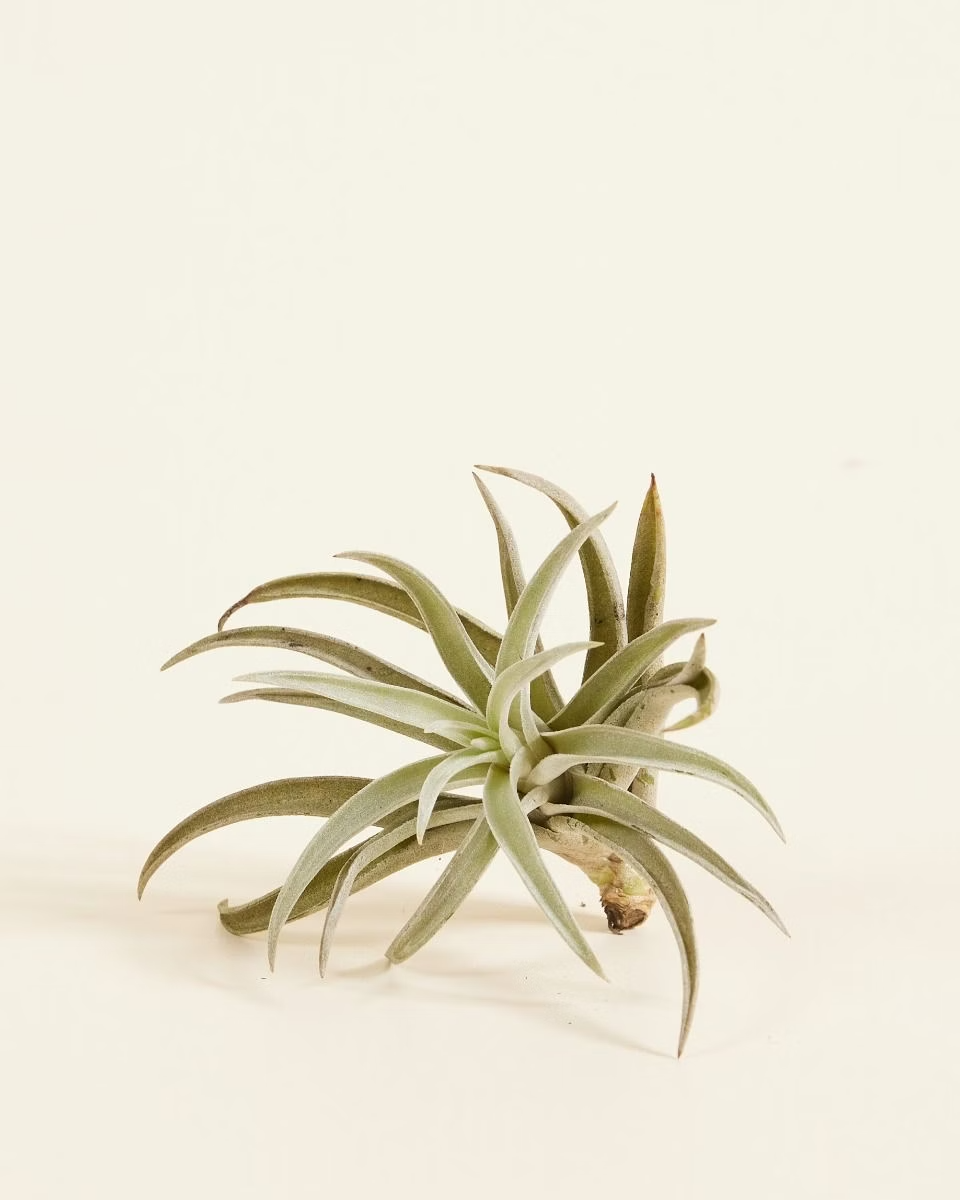 Baby Harrisii Tillandsia (Air plant)
