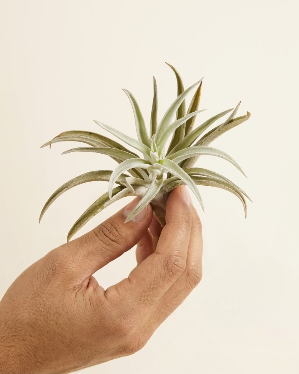 Baby Harrisii Tillandsia (Air plant)