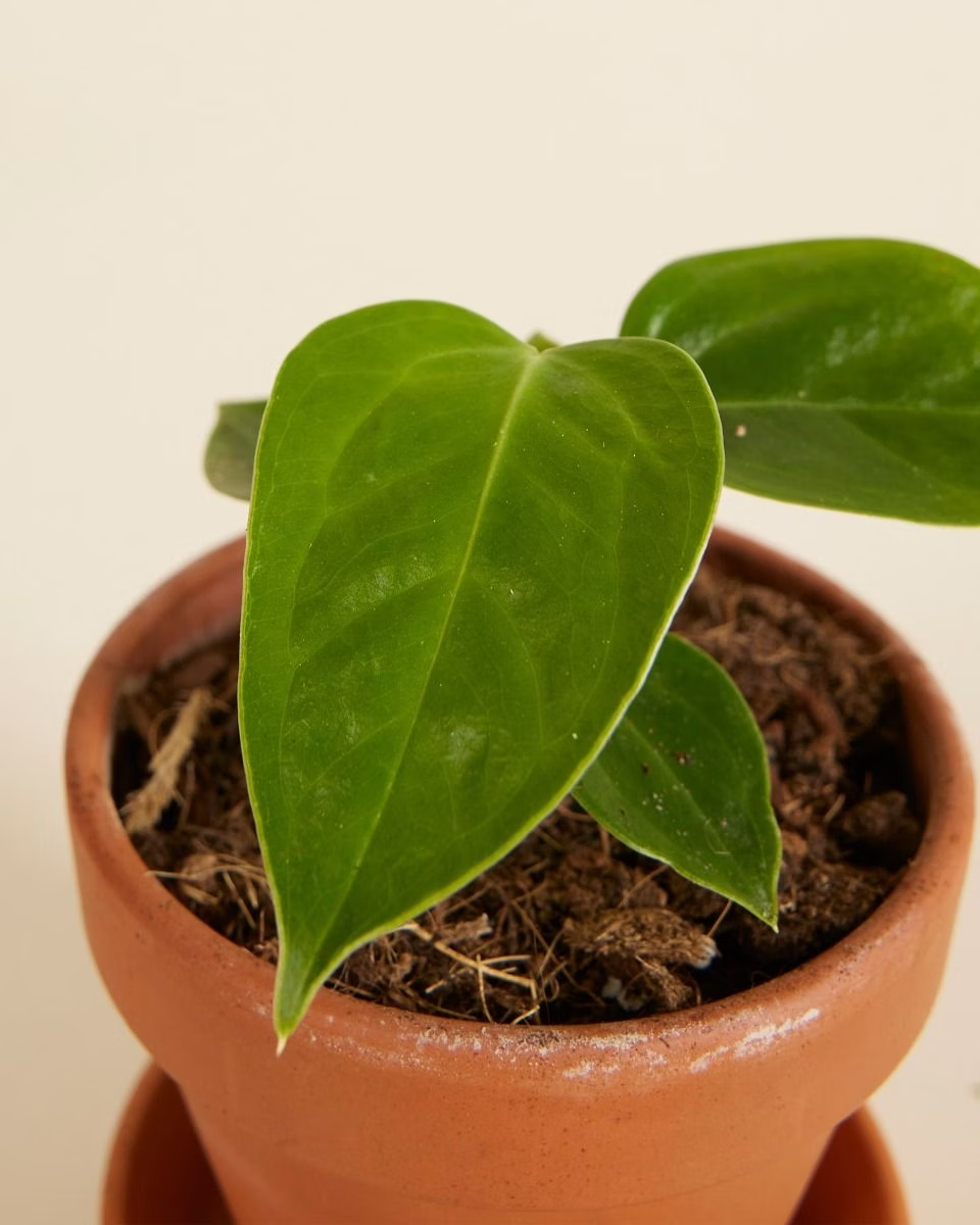 anthurium veitchii seedling Baby King Anthurium (Veitchii) – NABAT