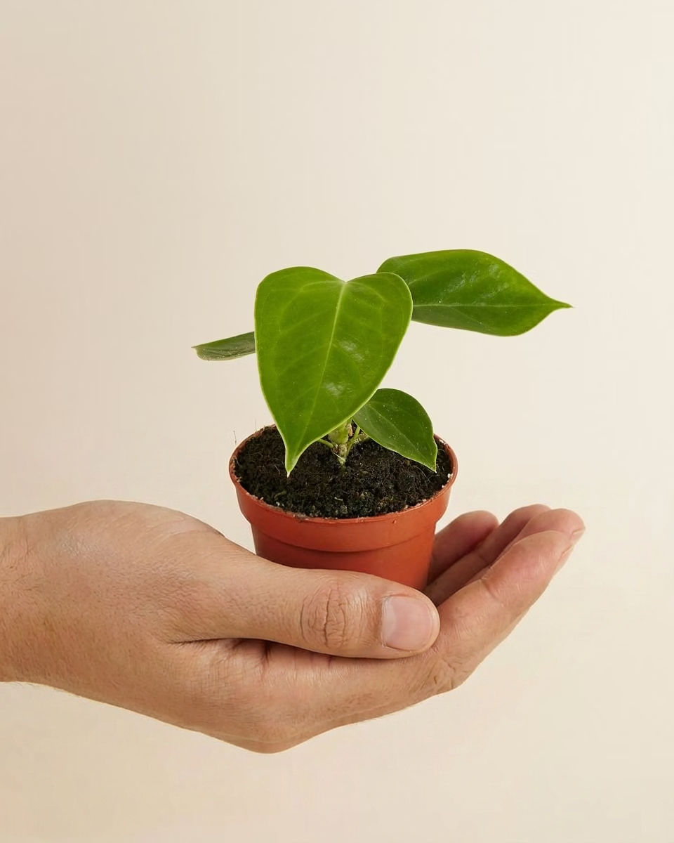 Baby King Anthurium (Veitchii)