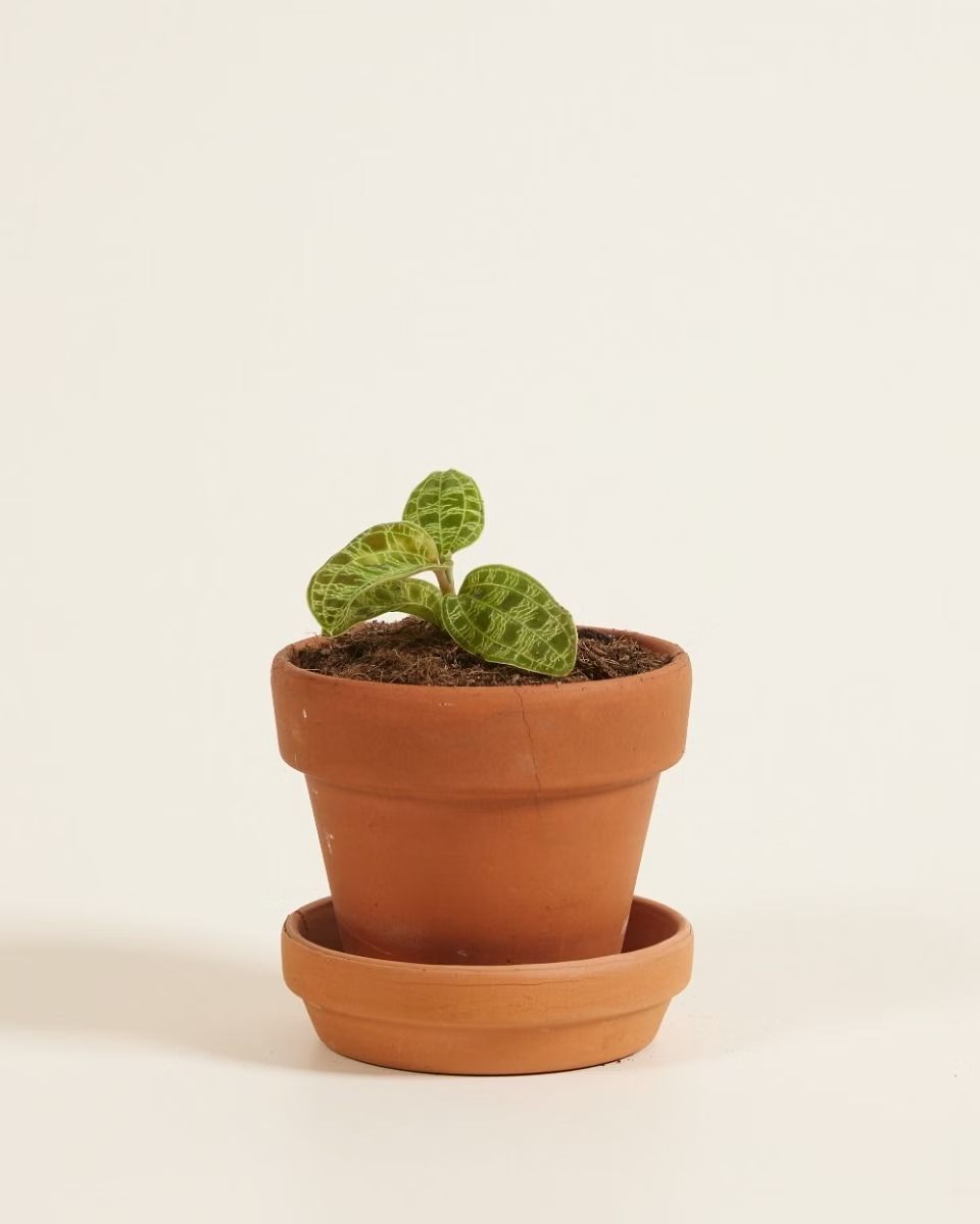 Baby Jewel Orchid Macodes Petola