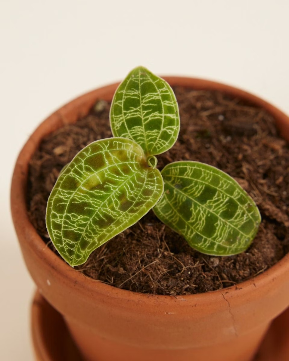 Baby Jewel Orchid Macodes Petola