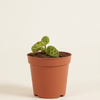 Small Macodes Petola potted plant with green leaves on a plain background