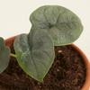 Baby Melo Alocasia
