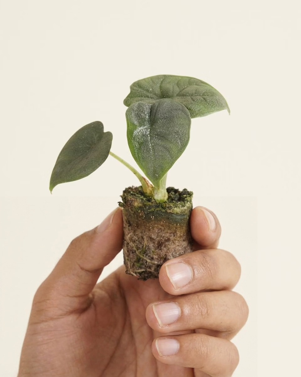 Baby Melo Alocasia