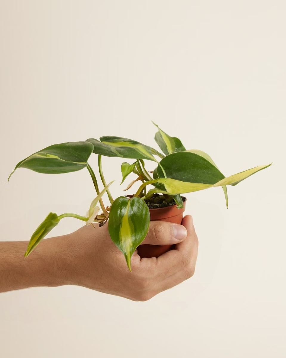 Baby Philodendron Brasil