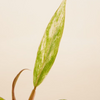 Baby Philodendron Caramel Marble