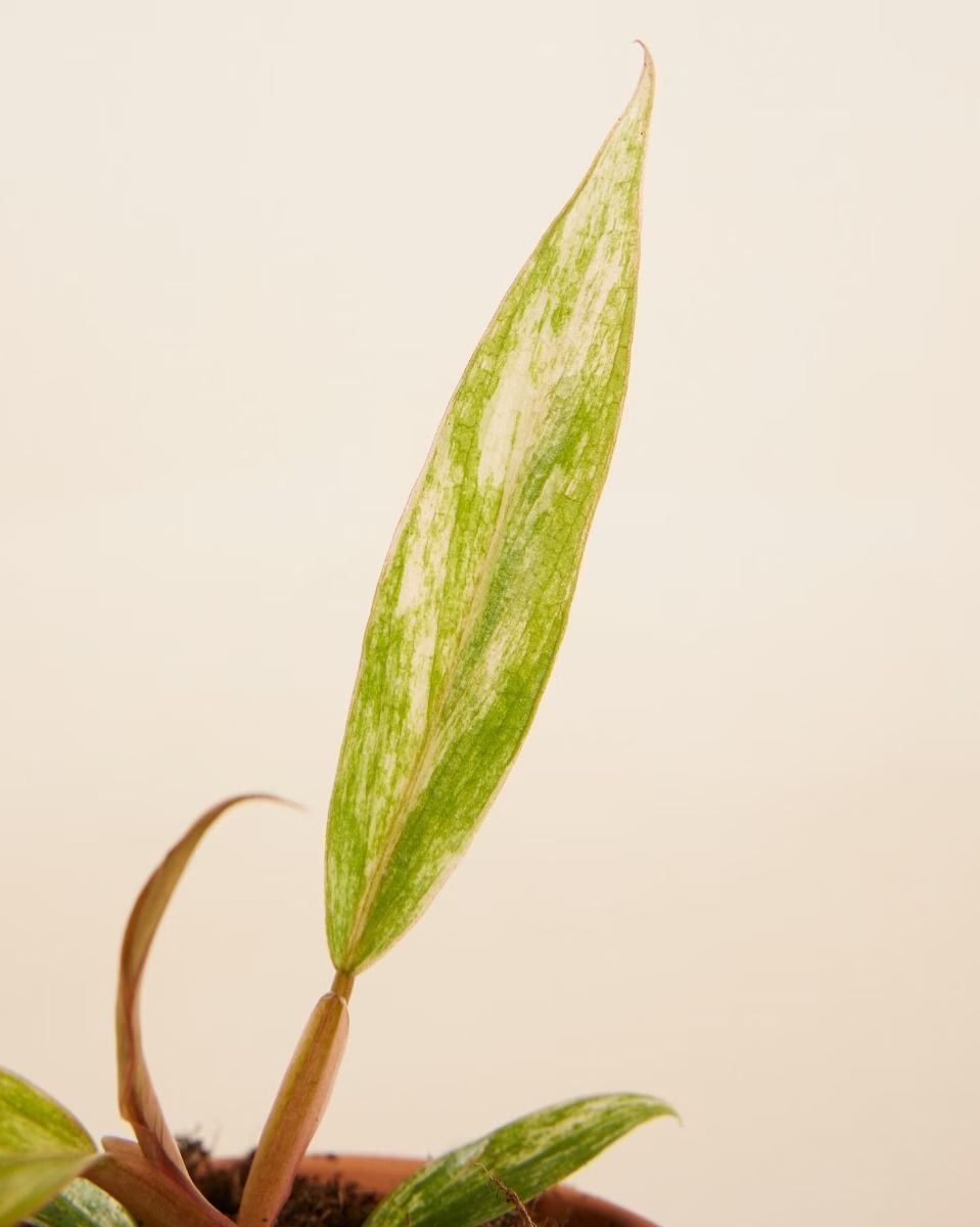 caramel marble philodendron baby Baby Philodendron Caramel Marble – NABAT