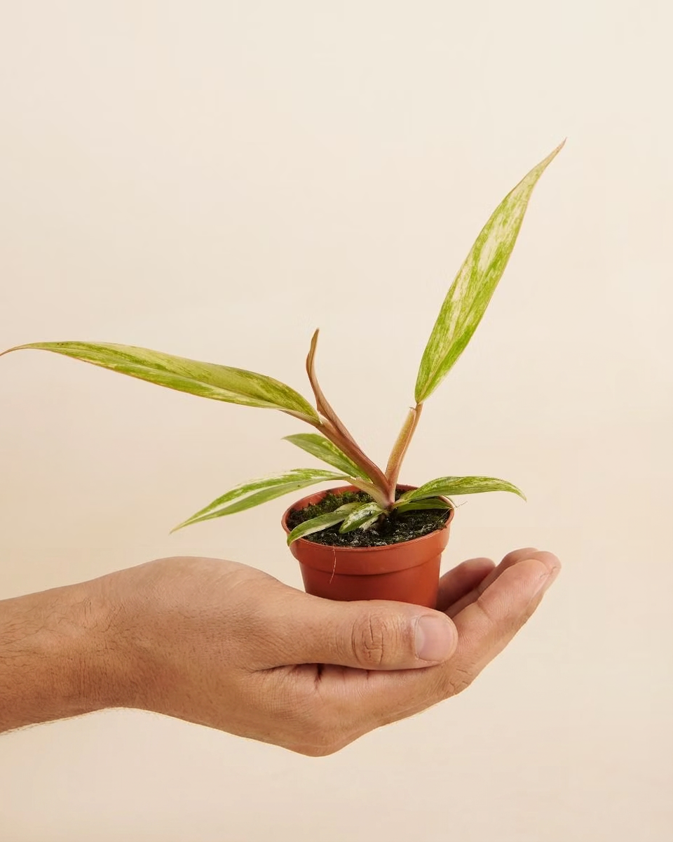 Baby Philodendron Caramel Marble