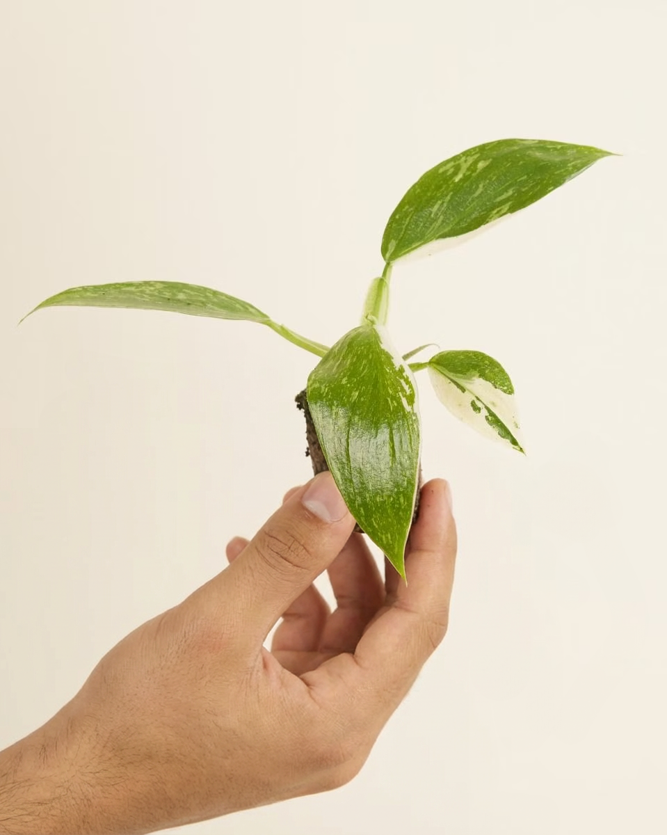 philodendron jose buono Baby Philodendron Jose Buono – NABAT