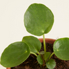 Baby Pilea Peperomioides Chinese Money Plant