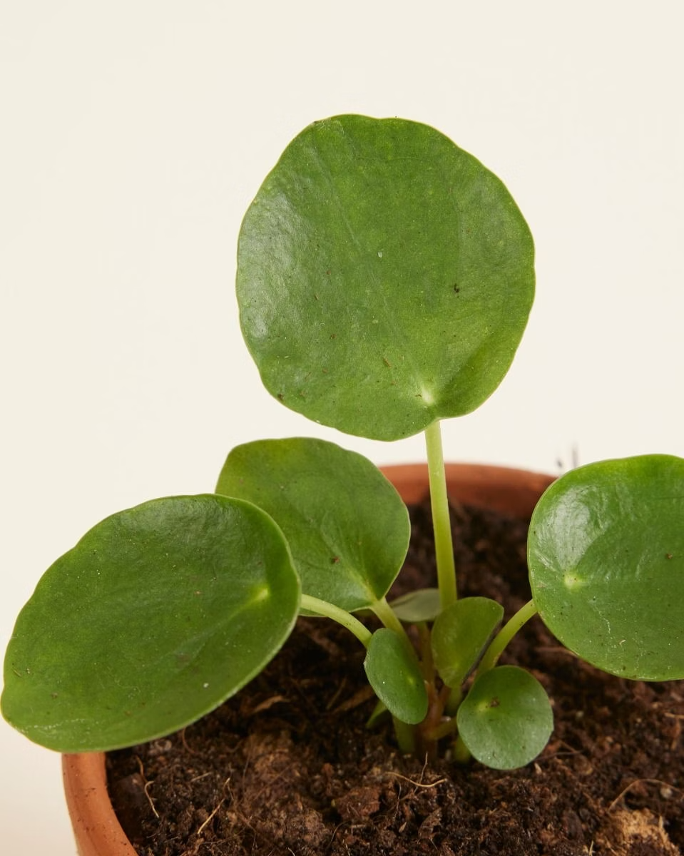 money plant babies Baby Pilea Peperomioides Chinese Money Plant – NABAT